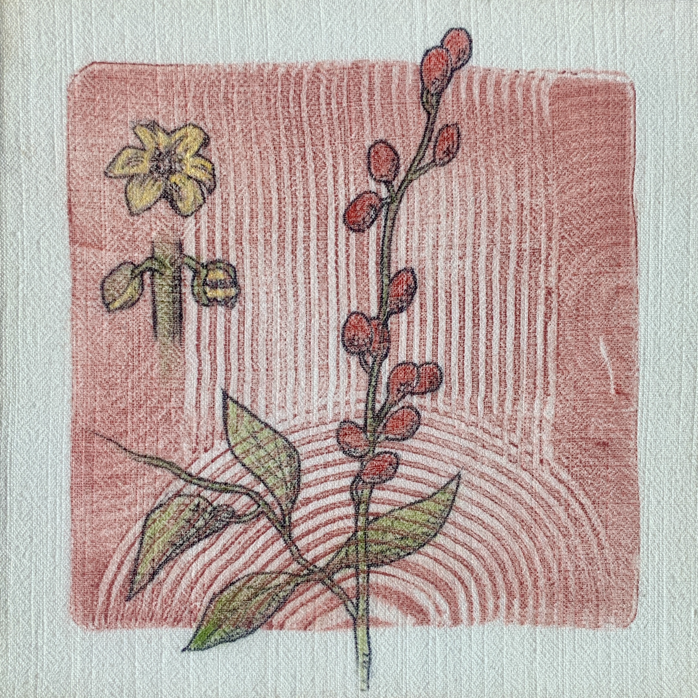 Lindera melissifolia/Pondberry/Southern Spicebush