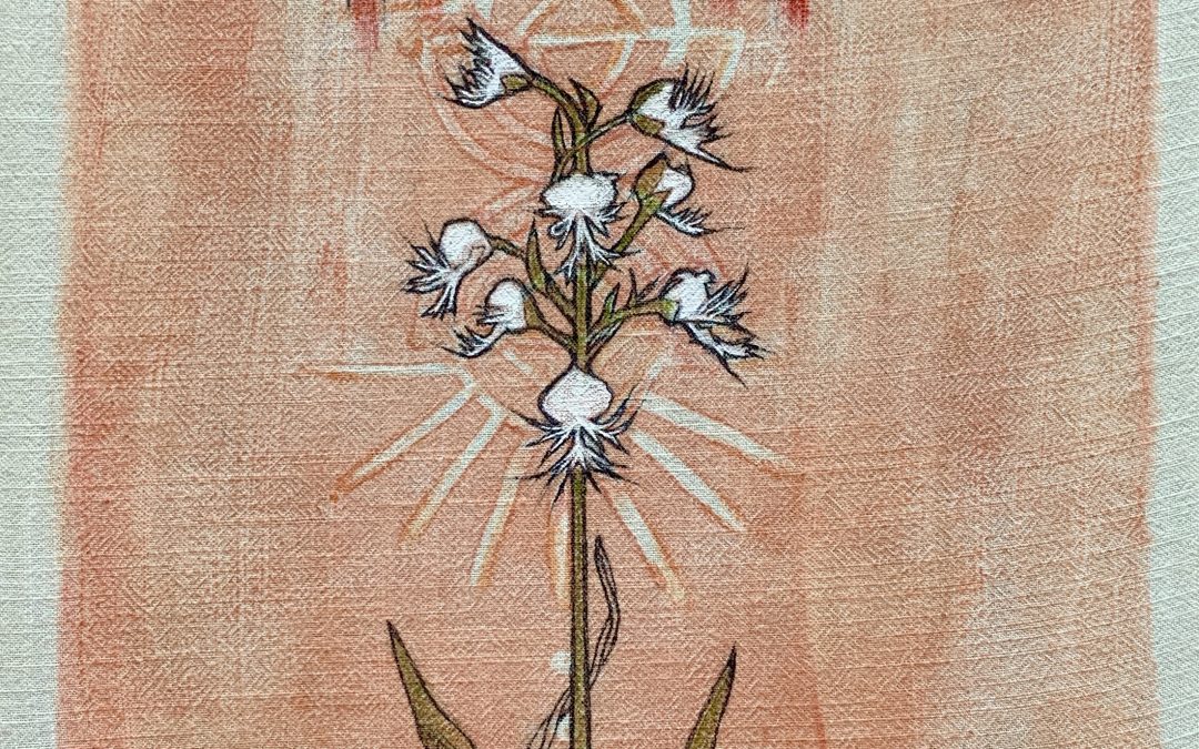 “Platanthera praeclara/Western Prairie Fringed Orchid”: A artist’s call to action: help this endangered species