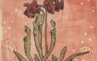 “Sarracenia alabamensis/Alabama Canebrake Pitcher Plant”:  An artist’s depiction of an endangered plant