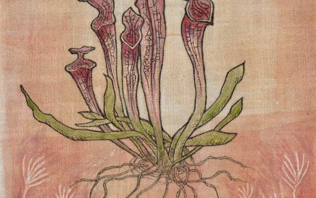 Sarracenia oreophila/Green Pitcherplant